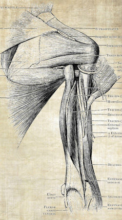 Shoulder Injury Image